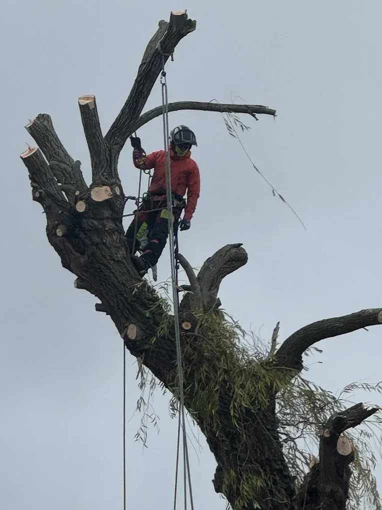 Élagueur Delorme Élagage en intervention sur un arbre dangereux à Amiens