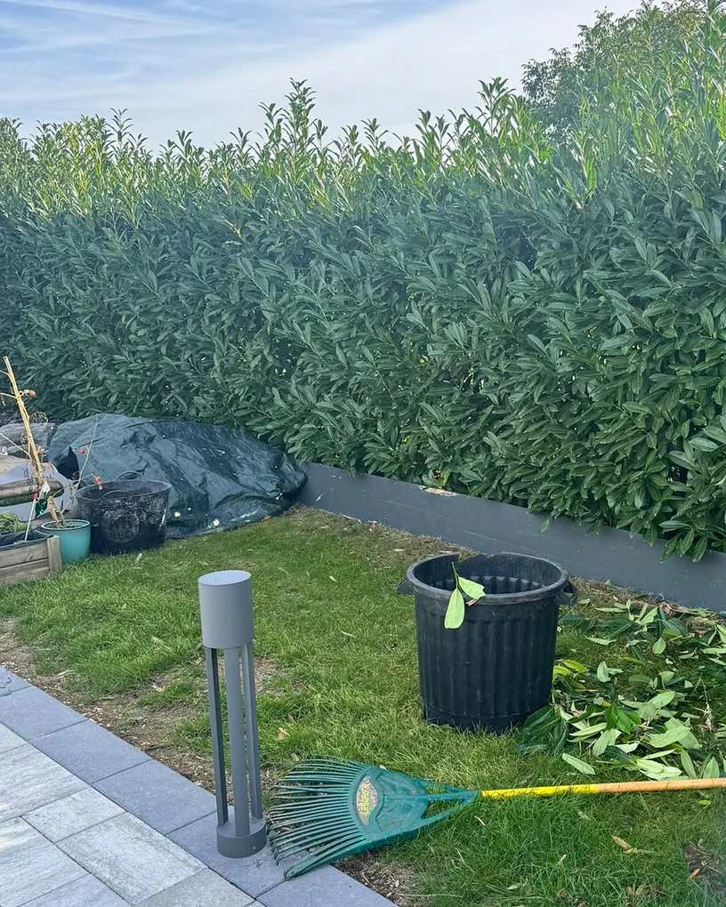 Haie de laurier-palme à Dury avant taille, pousses hautes en plumeau au-dessus de la bordure, déchets de coupe au pied