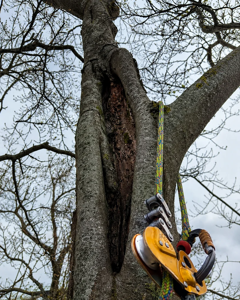 Expertise sur les grands arbres à Boves (80440)