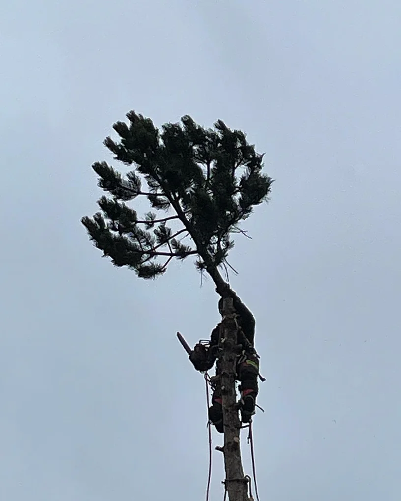 Précision de coupe en zone résidentielle dense à Salouël (80480)
