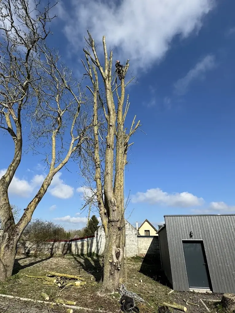 Élagage arbres grande hauteur Amiens
