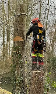 Abattage Abbeville Delorme Élagage
