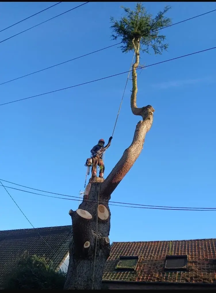 Chantier d'élagage à Albert par Delorme Élagage
