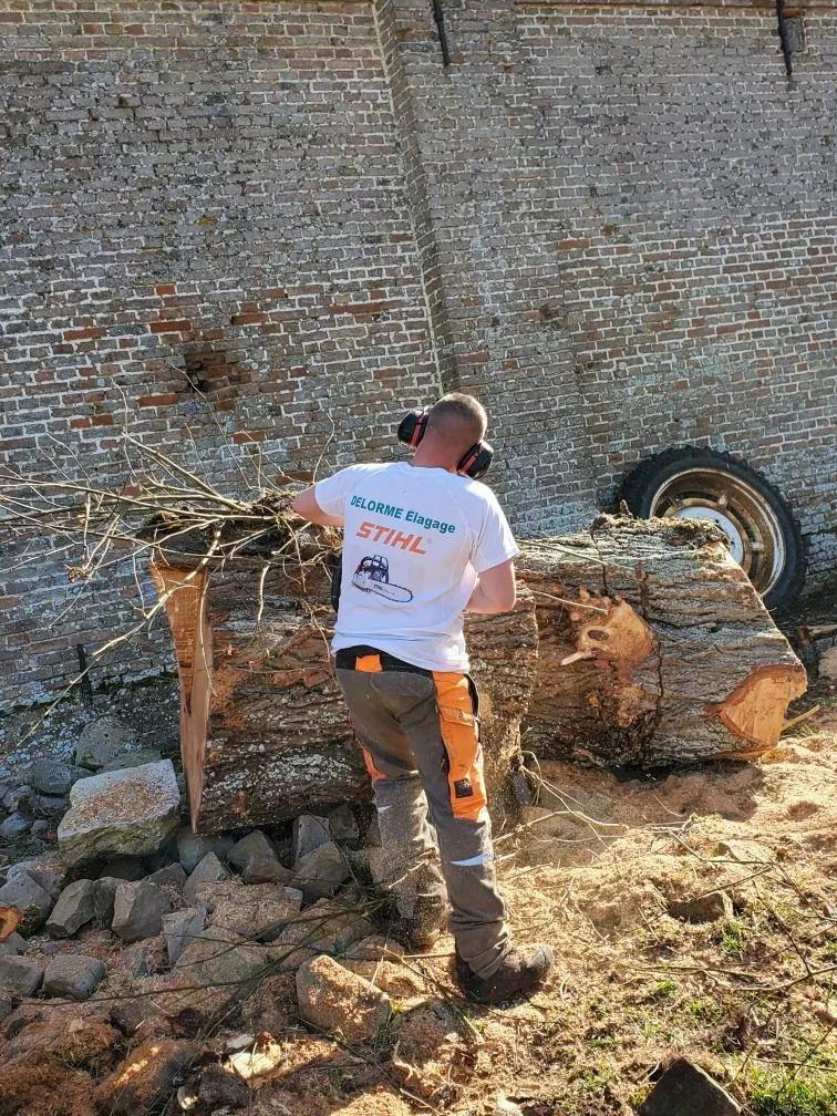 Débit d'un tronc au pied d'un mur ancien à Conty par Delorme Élagage