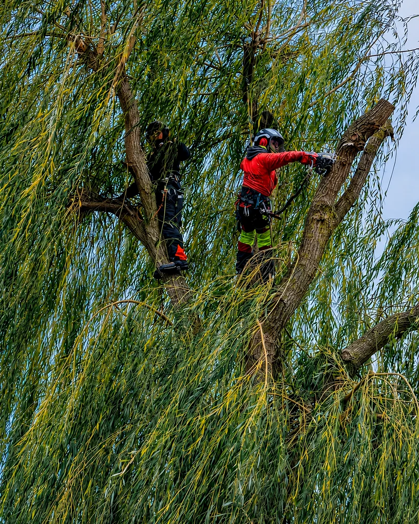 Chantier de démontage d'arbre à Dury par Delorme Élagage