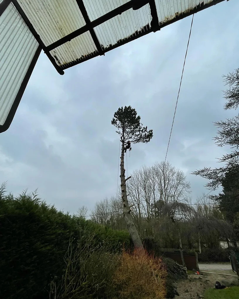 Démontage d'un pin près d'une véranda à Hébécourt par Delorme Élagage