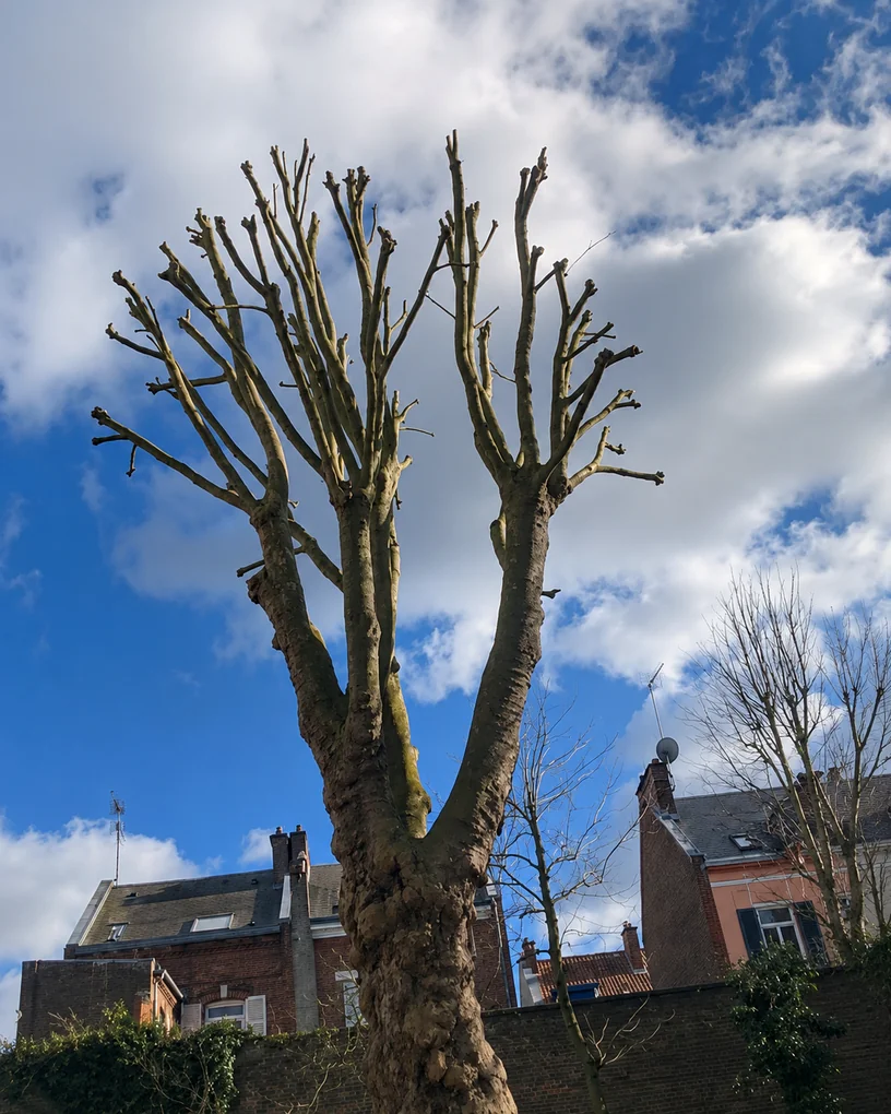 Démontage technique d'un arbre en accès étroit à Longueau par Delorme Élagage