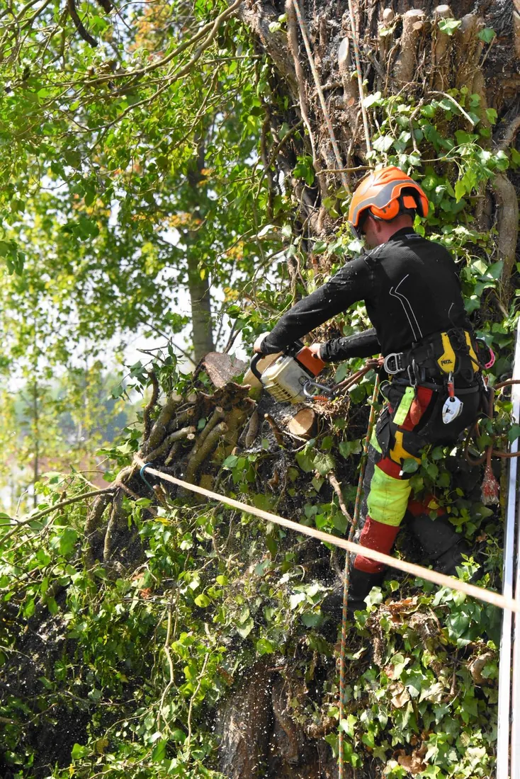 Démontage technique d'un arbre creux au bord de la Somme à Picquigny par Delorme Élagage