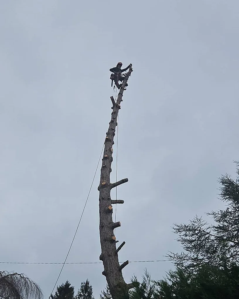 Démontage d'un conifère par sections dans un jardin de lotissement à Saleux par Delorme Élagage