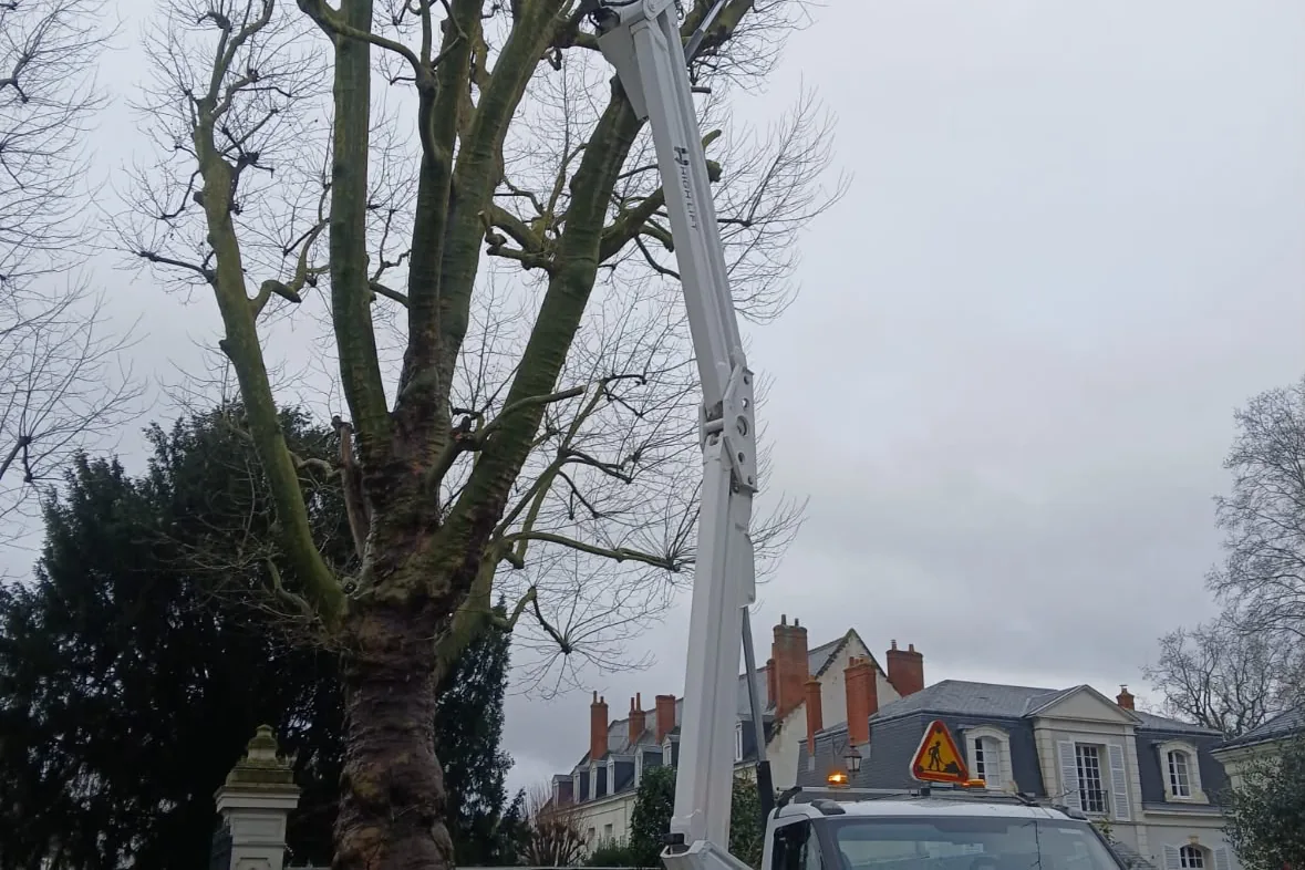 Intervention d'élagage sur grand arbre à la nacelle au Touquet-Paris-Plage