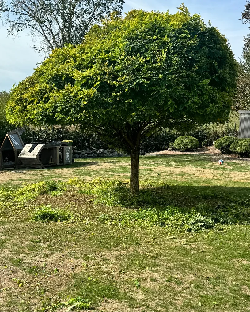 Même robinier en boule à Longueau après taille de forme par Delorme Élagage : couronne remontée, tronc dégagé