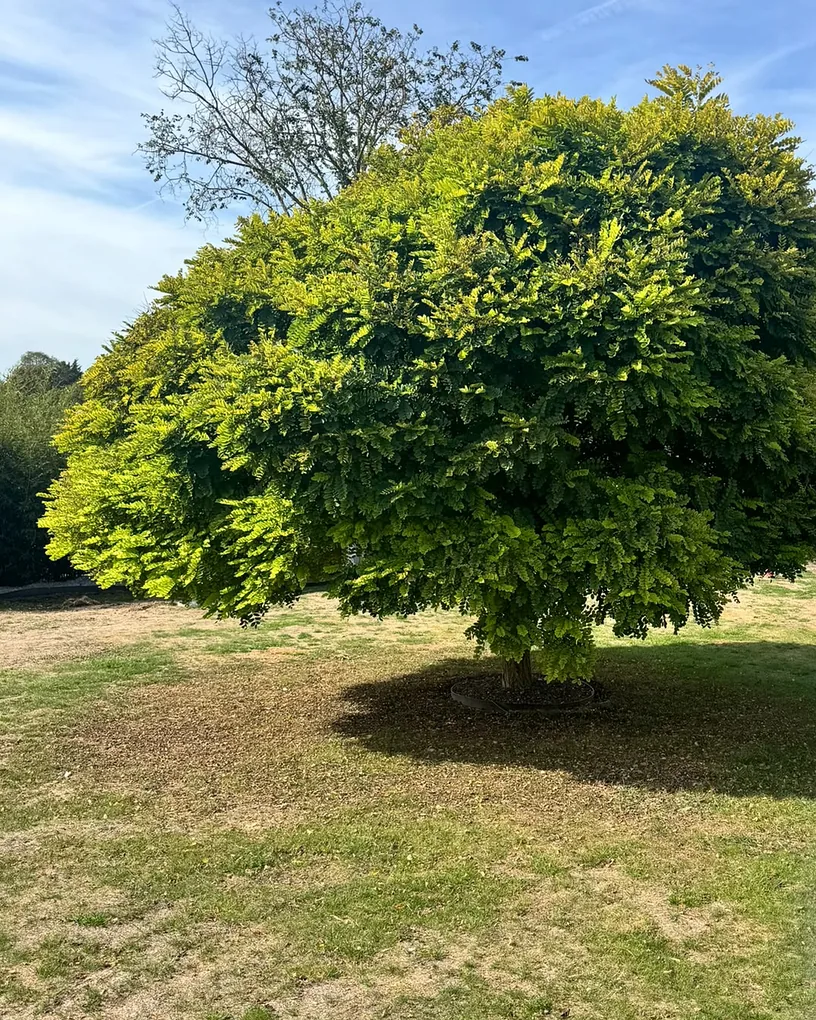 Robinier en boule à Longueau avant taille, couronne dense et basse qui masque le tronc