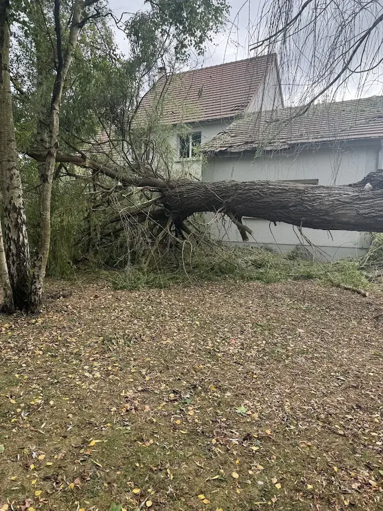 Arbre tombé près d'une maison à Albert illustrant une urgence d'élagage