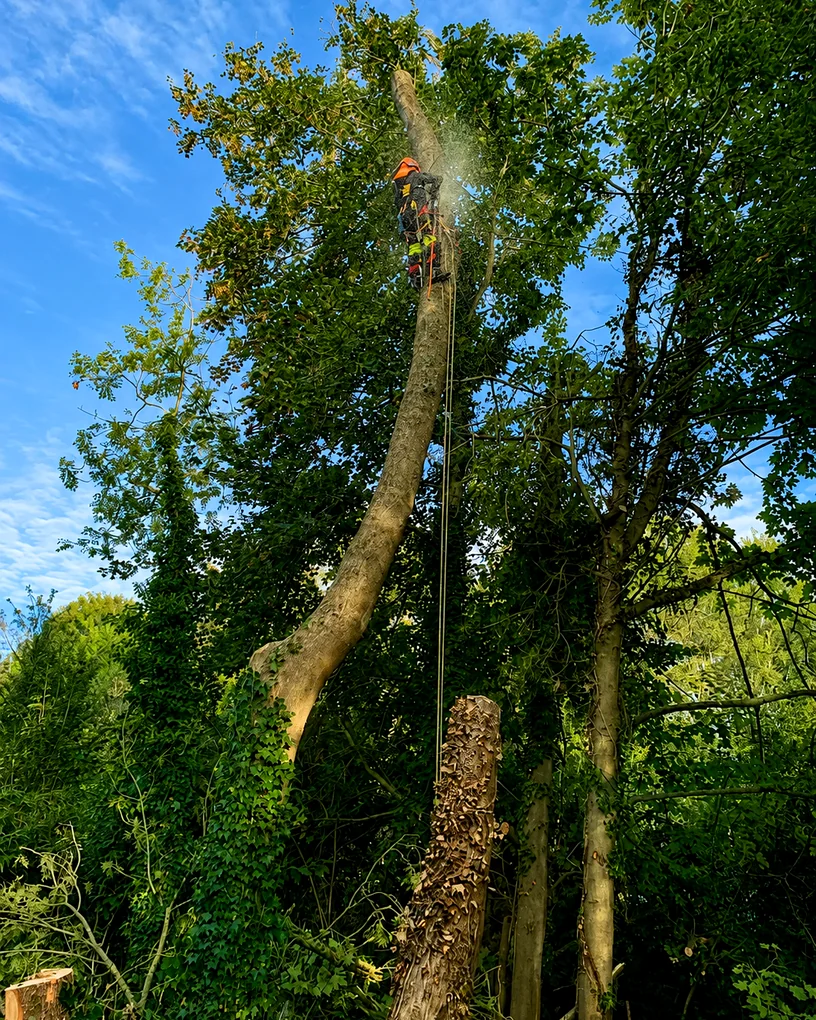 Arbre fragilisé en zone humide à Camon nécessitant une sécurisation