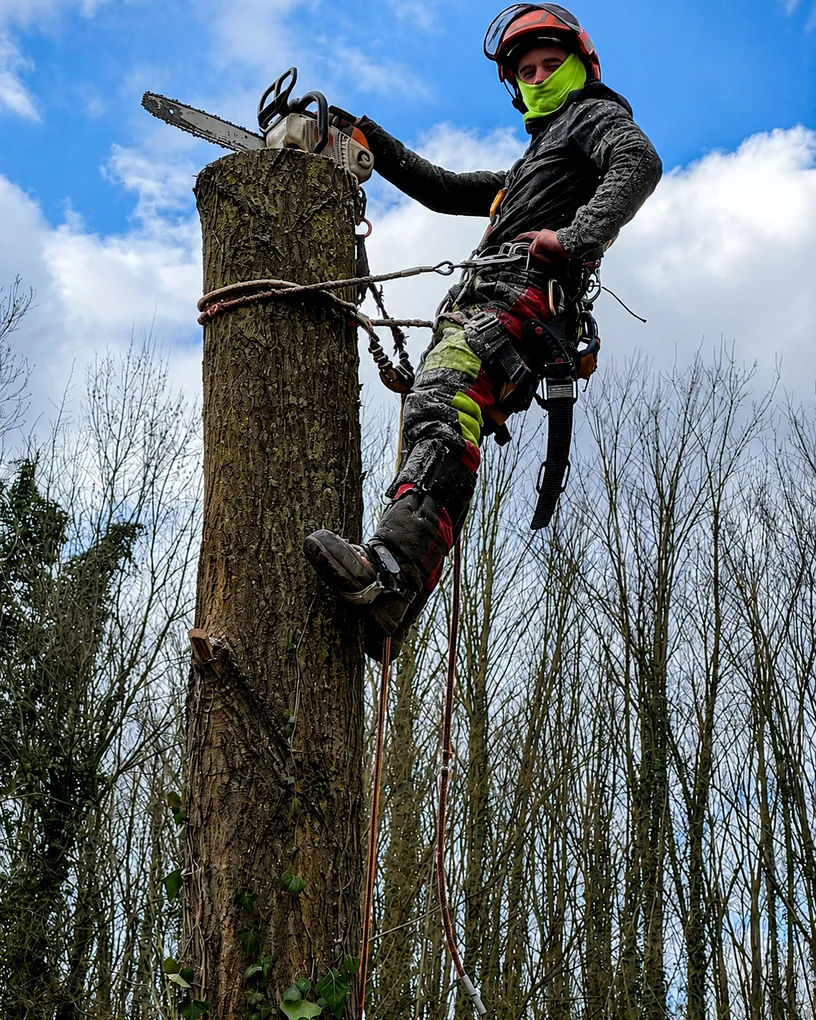 Arbre dangereux près d'une habitation à Longueau nécessitant un démontage