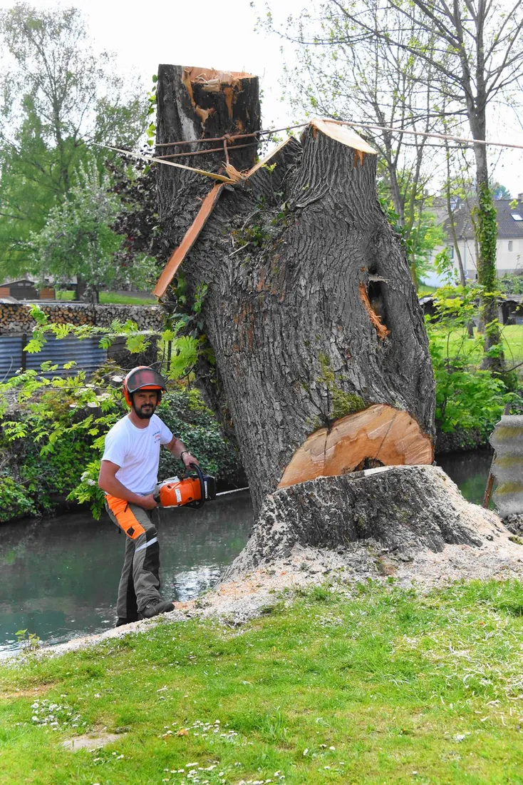 Diagnostic d'un arbre penché et creux au bord de l'eau à Picquigny