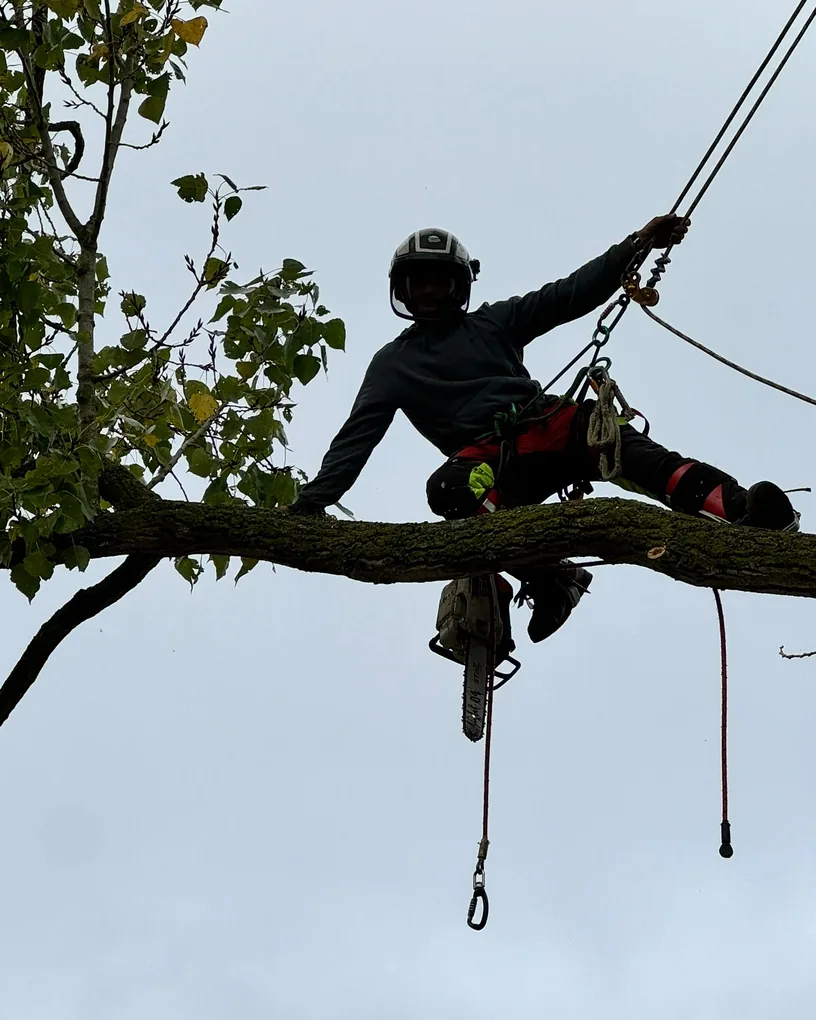 Élagueur Delorme Élagage encordé sur une charpente, tronçonneuse à la ceinture, lors d’une intervention de sécurisation d’arbre à Salouël
